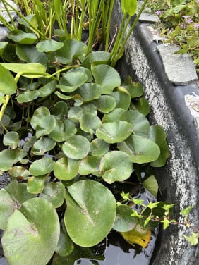 Waterlelie