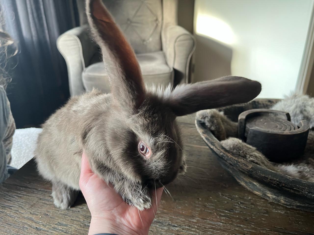 Duitse reus 9 weken oud