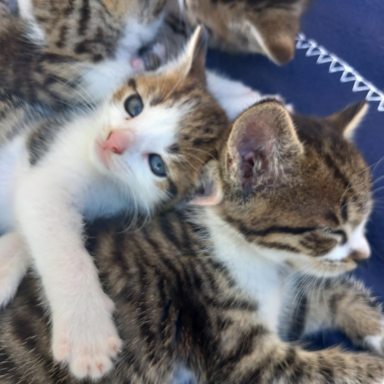 Prachtig nestje van 5 kittens
