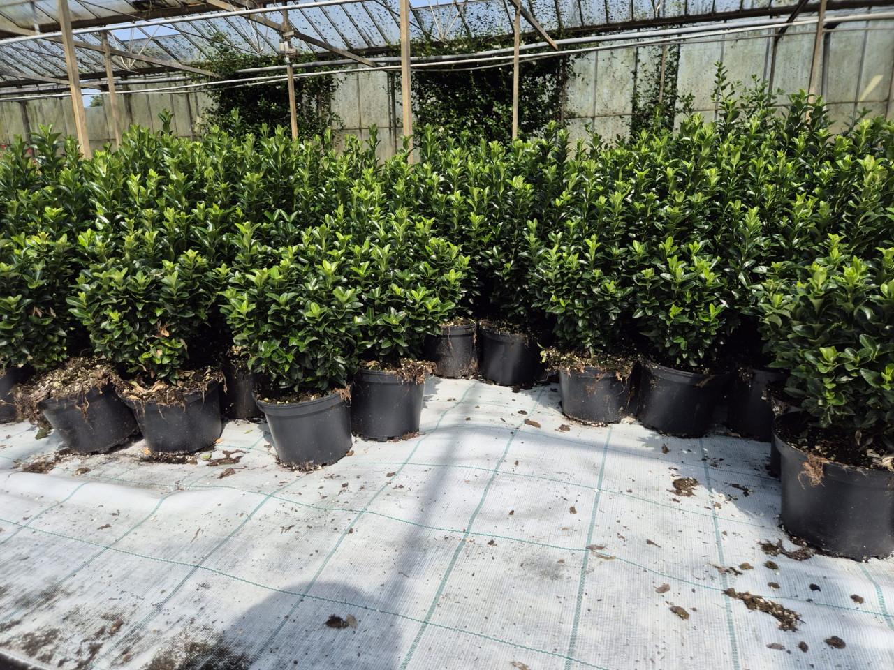 Euonymus japonicus 'Green Spire' groenblijvende haagplant