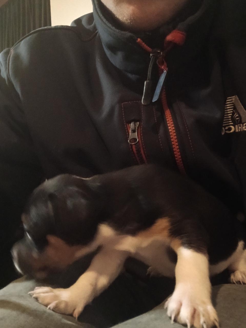 Jack Russel pups te koop