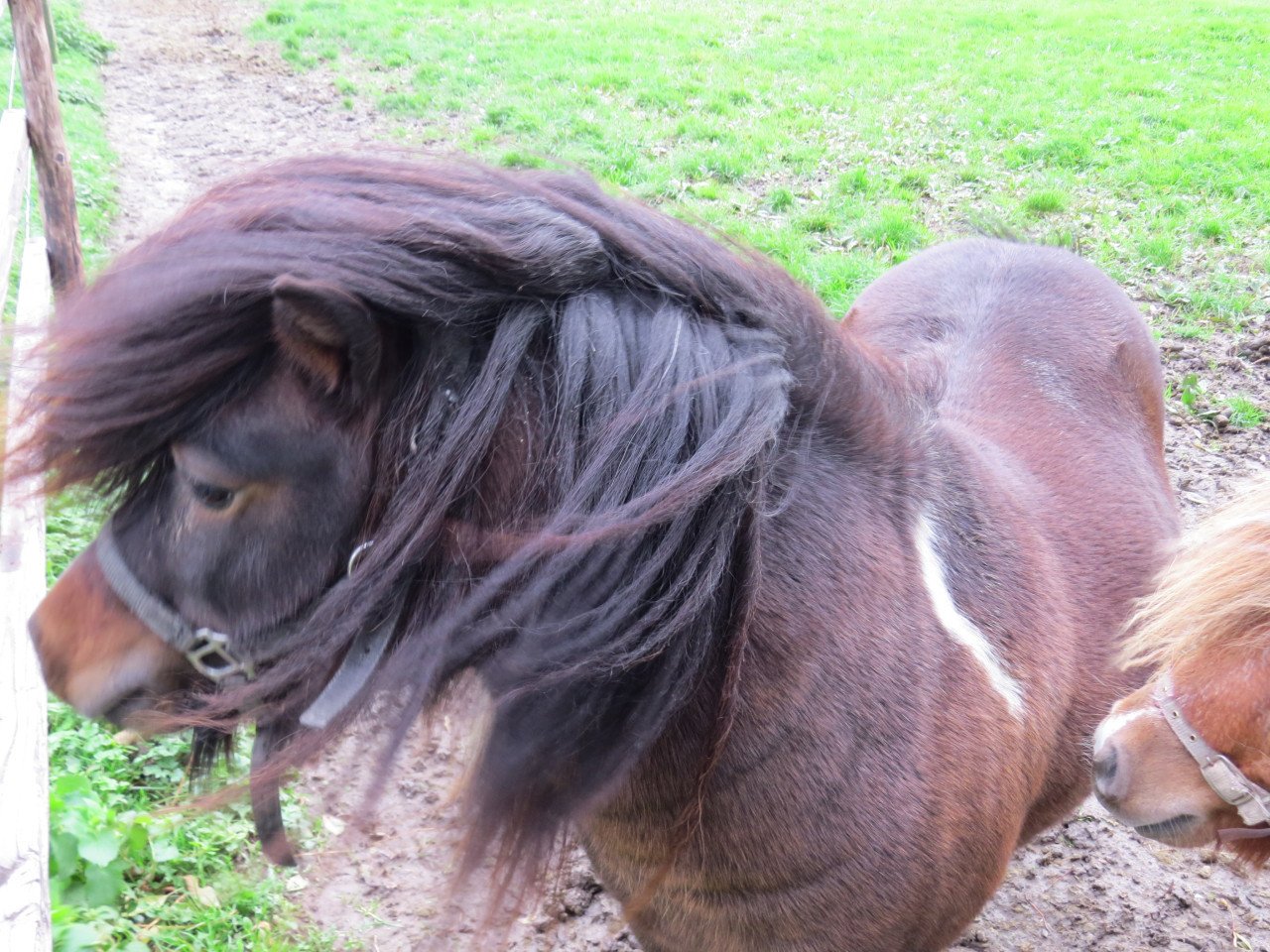 Shetlander