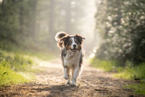 Nieuw huisje voor onze hond