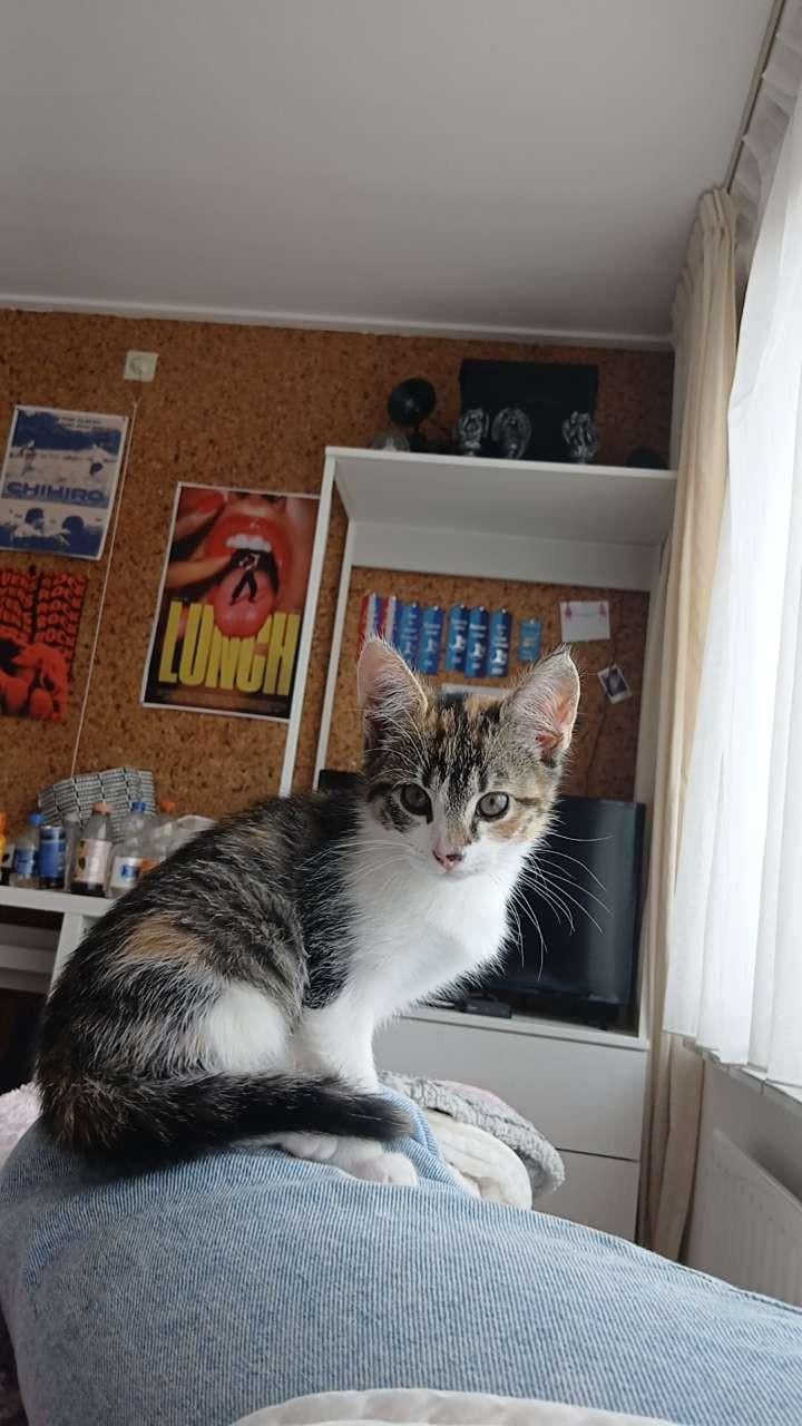 Kitten