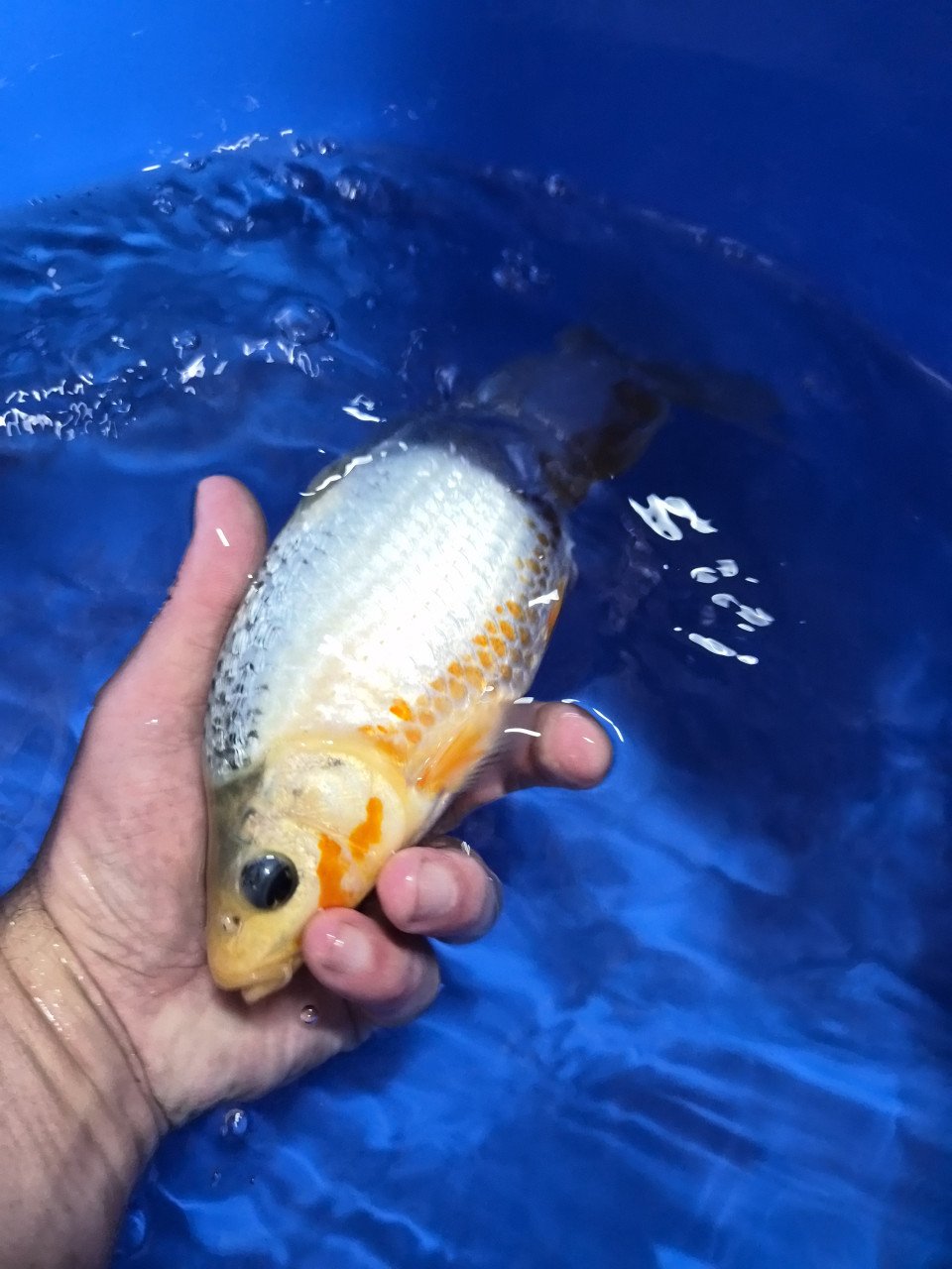 Diverse koi