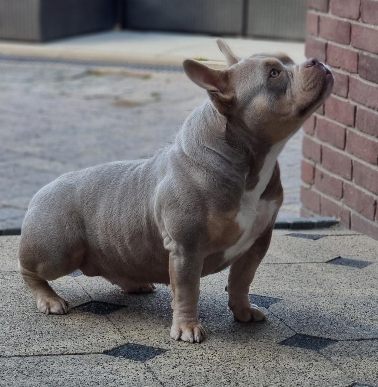 Micro extreem bully pup met stamboom