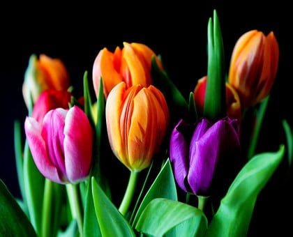 Biologisch groente/fruit/bloemen kweken in Middelburg