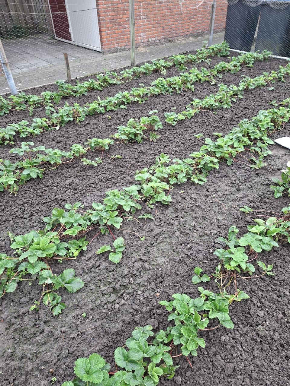 Aardbeien planten type Sonata