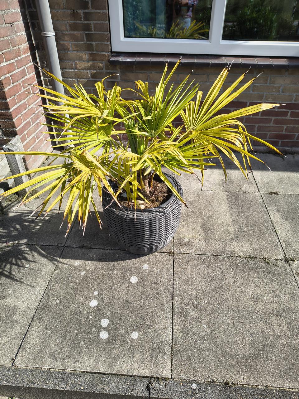 Palm met pot
