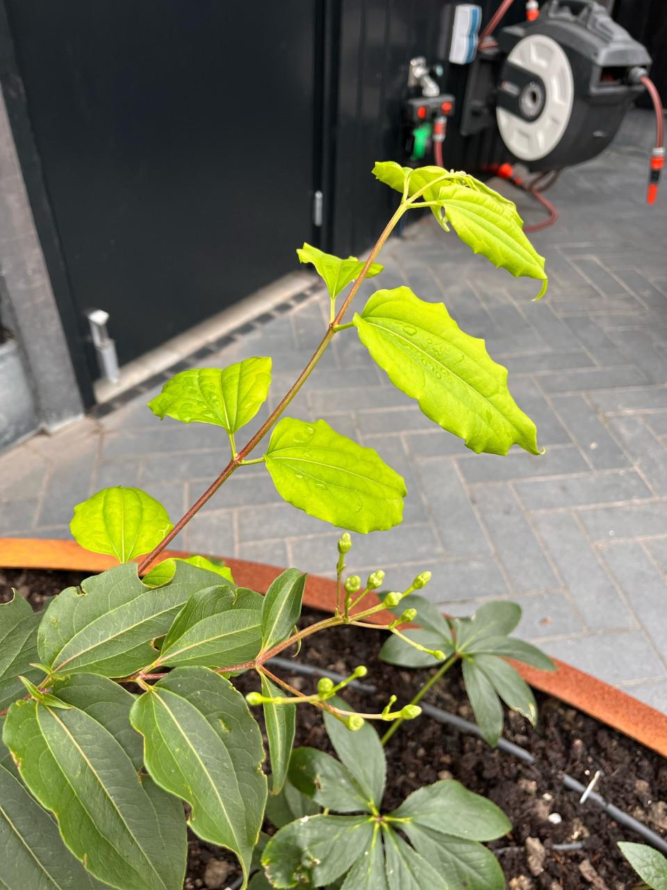 Heptacodium miconioides, Zevenzonenboom