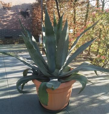 Agaves groot en klein.