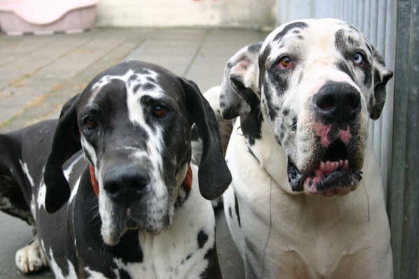 Uw hond onder dak.