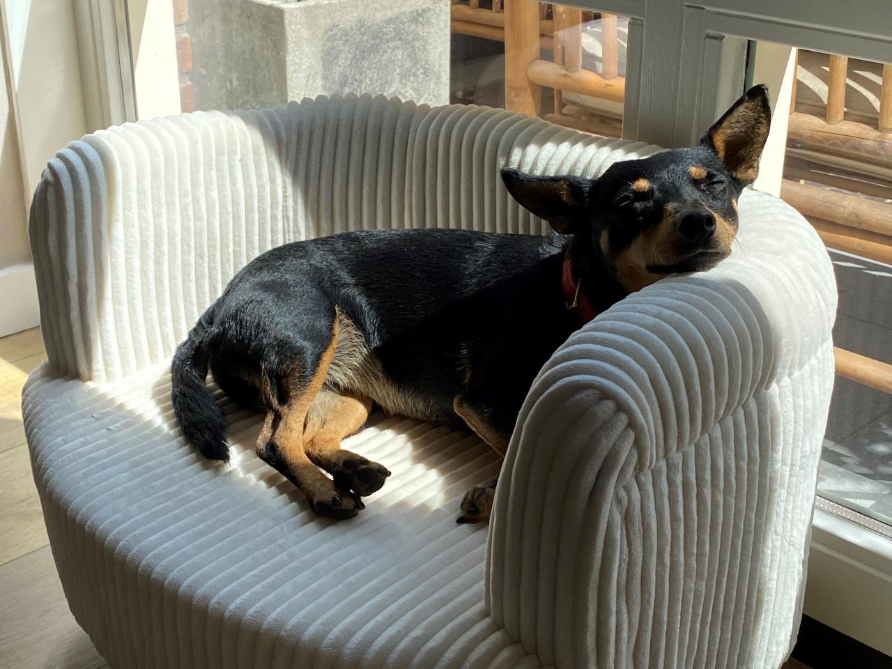 Hondenoppas voor lieve Jack Russell(mix) gezocht!