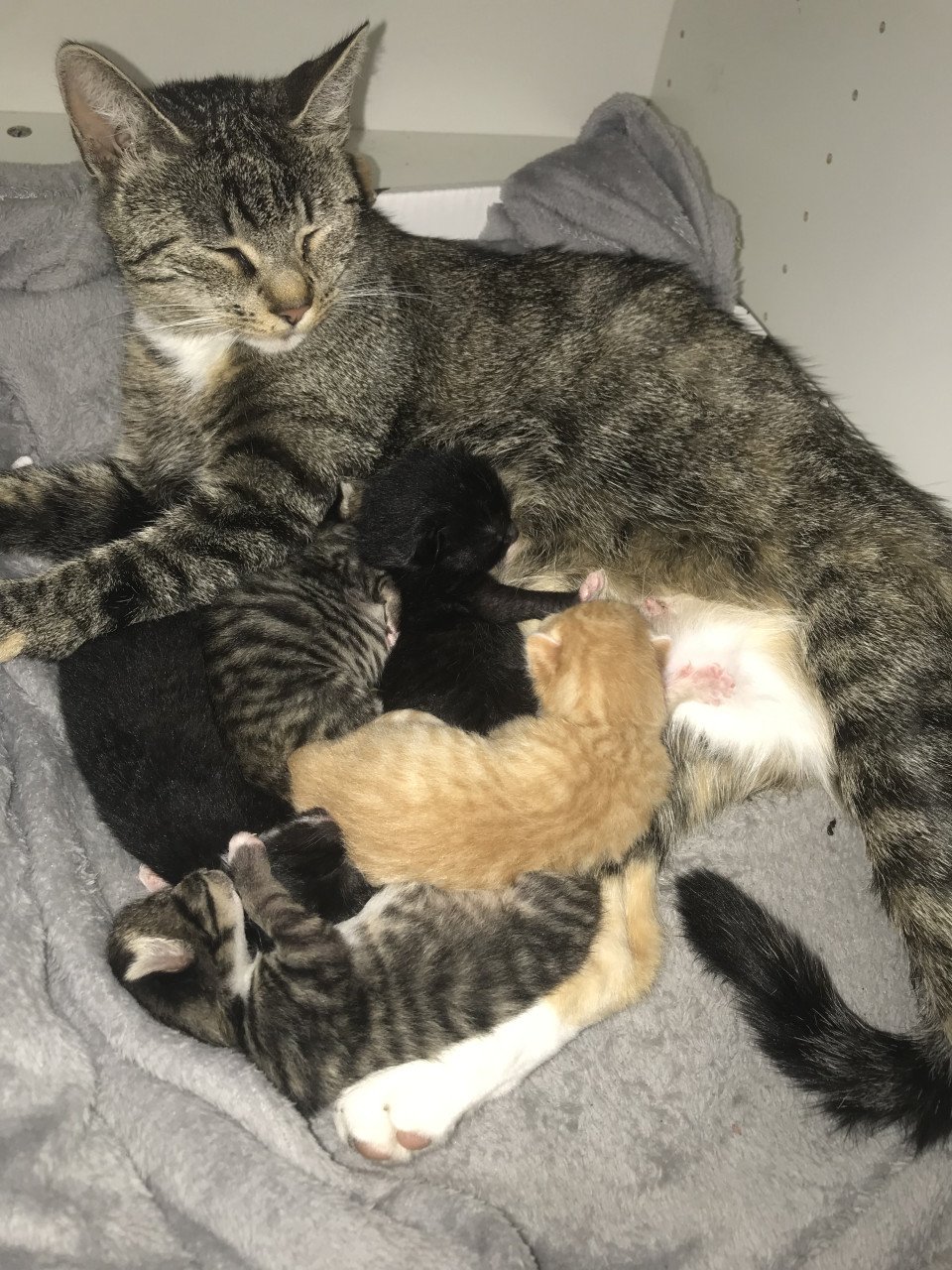 Kitten / Kittens zoeken gouden mandje! ❤️