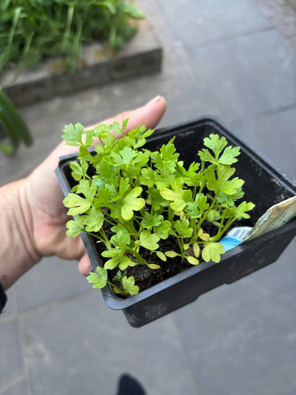 Knolselderij planten