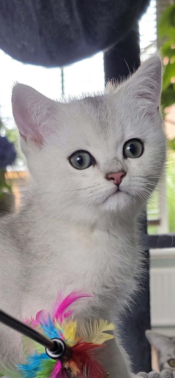 Brits korthaar kitten (kater)