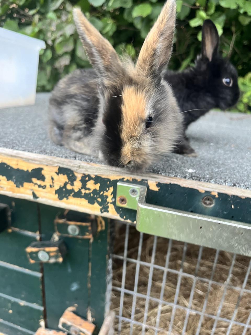 Baby konijntjes