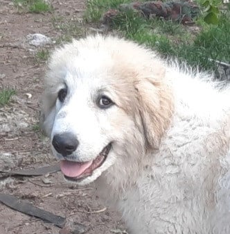 Pyreneese Berghond pup