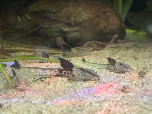 Loricaria Nimairaco (Rio Atabapo