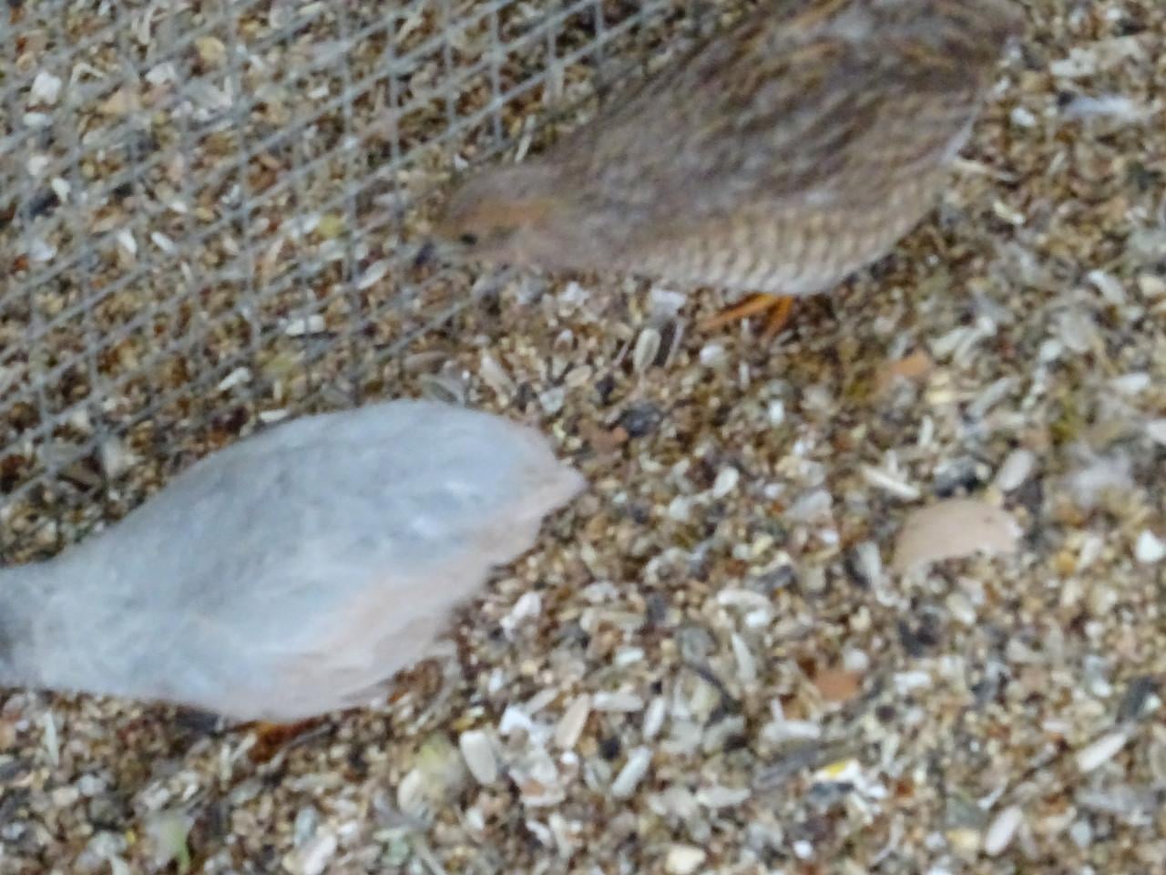 Nog te koop Chinese kwartel hen grijs aan de leg natuurbroed !!