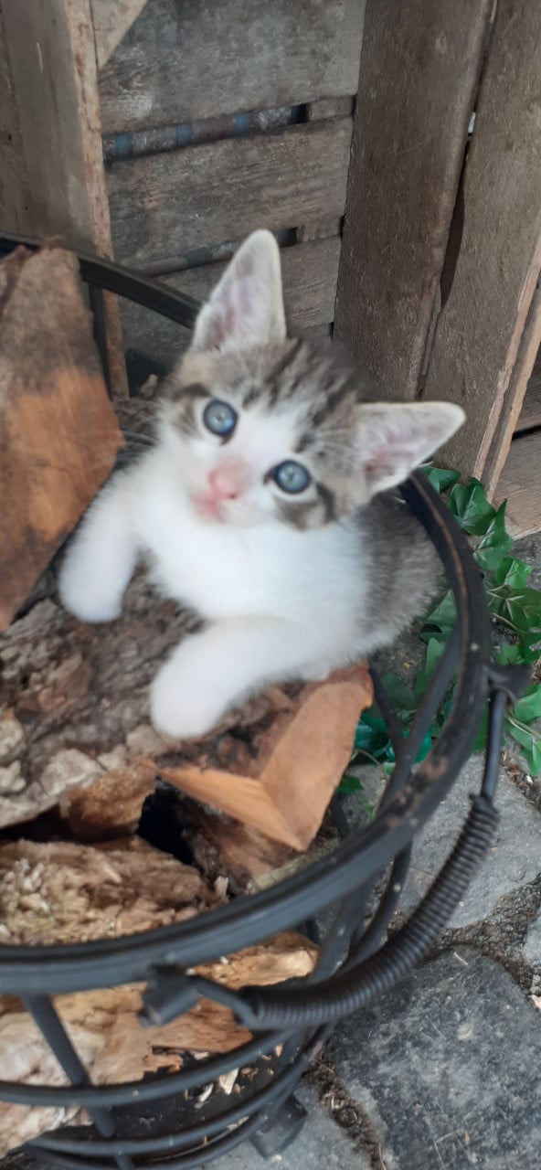 Lieve aanhankelijke kittens 😻