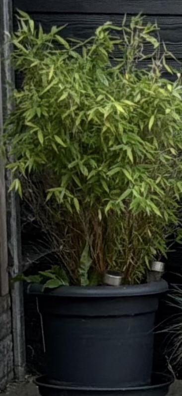 Bamboeplant