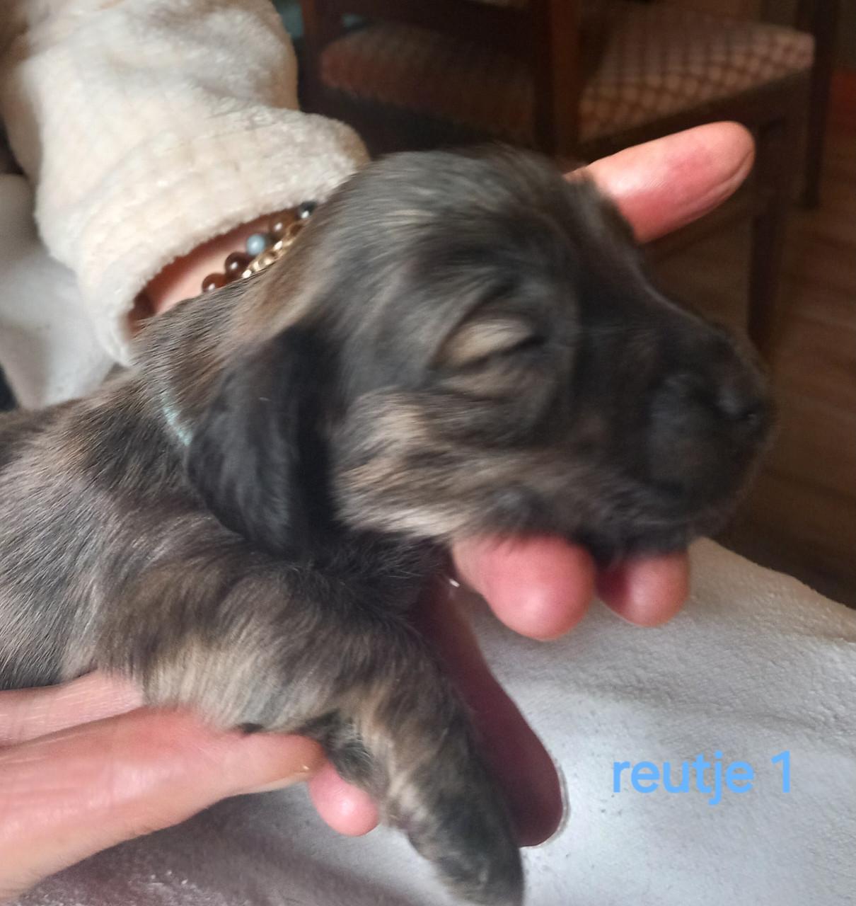 Langhaar teckel puppies