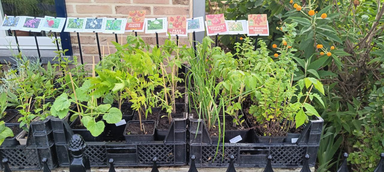 Diverse soorten tomaten te koop, peertomaten, vleestomaten o.a.  €1,25 p/st