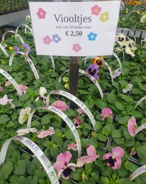 Tuinplanten OUDELANDE