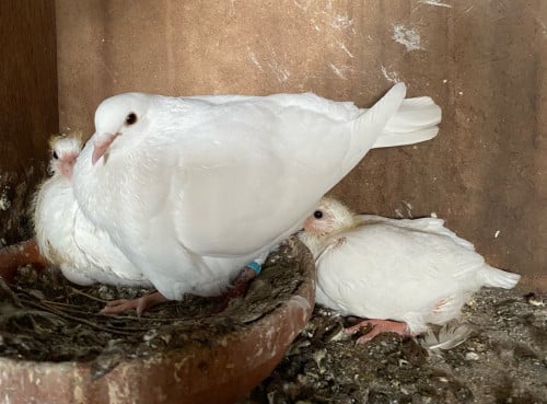 Twee witte postduiven piepers