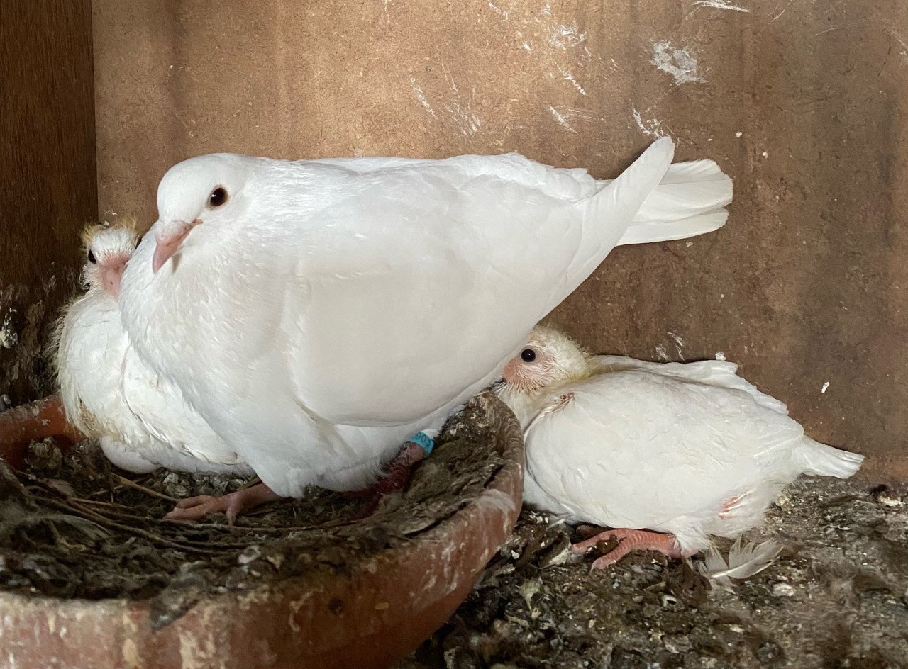 Twee witte postduiven piepers