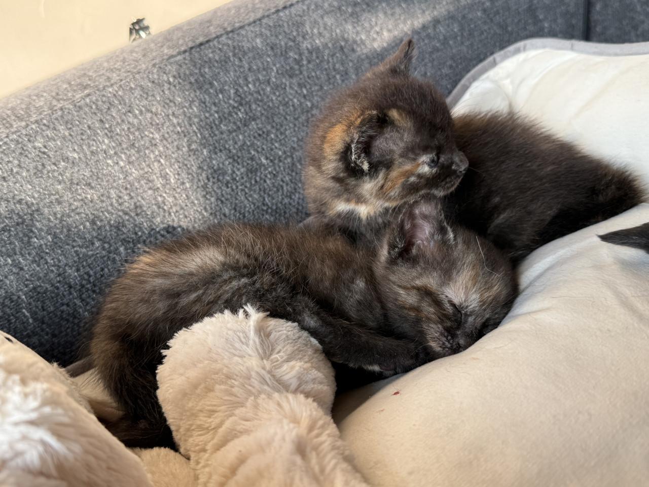 2 kittens te reserveren