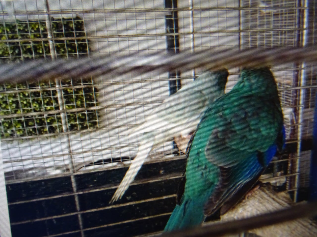 Te koop mooie broedrijpe kakariki mannen blauwe