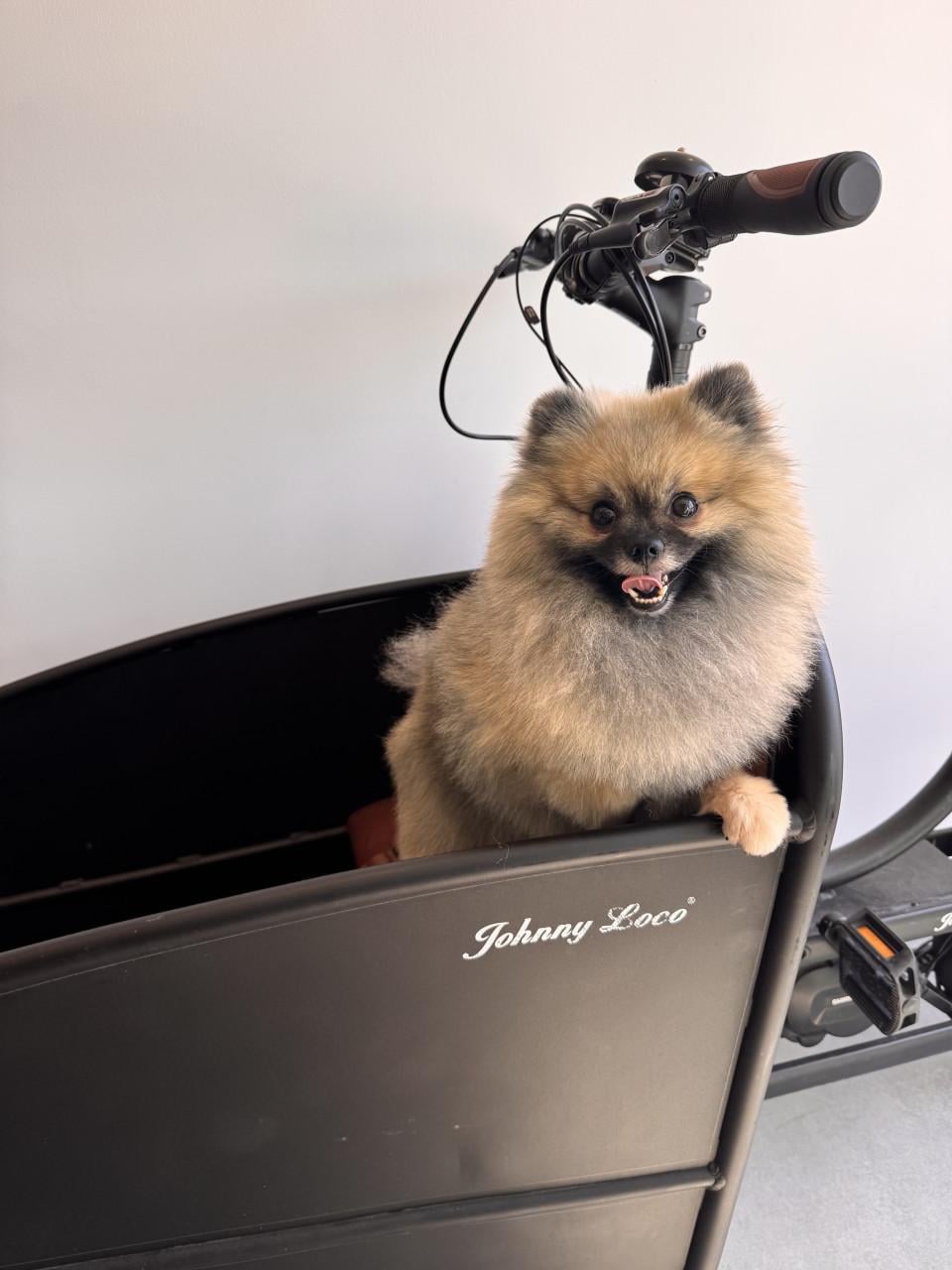 Raszuivere pomeranian ( dwergkees) dekreu