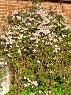 Roze Clematis