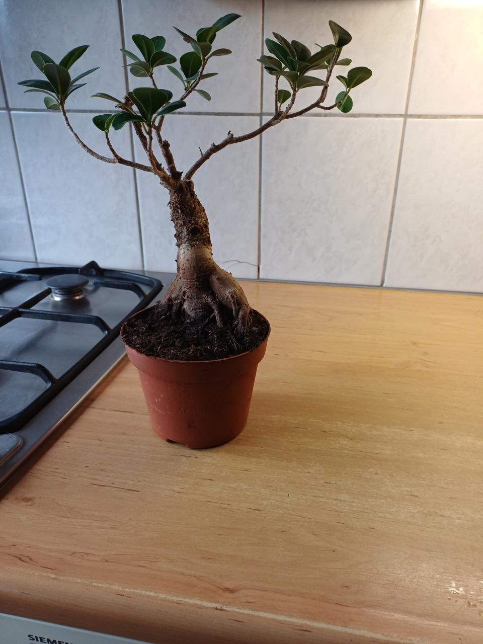 Bonsai boompje