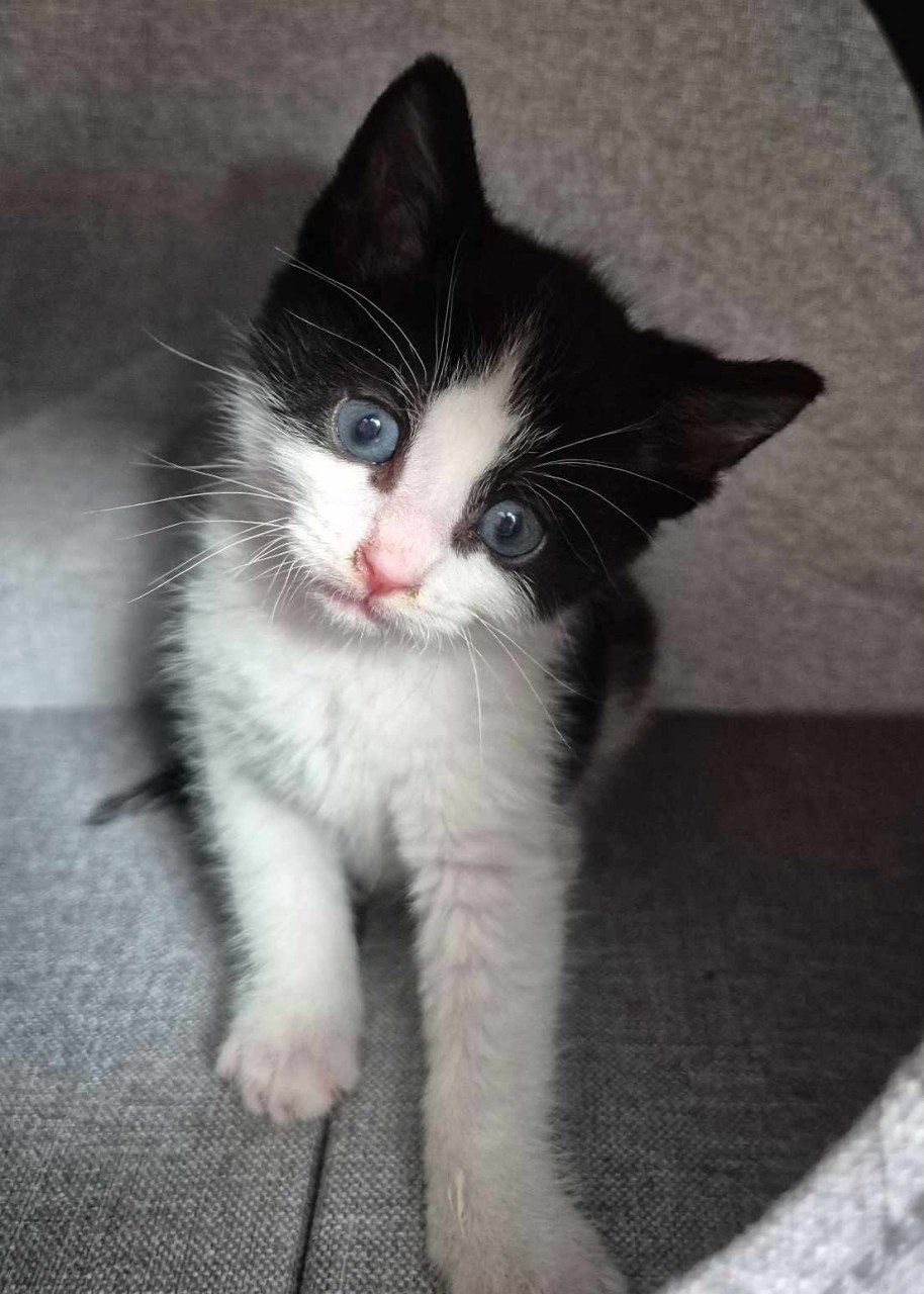 Super lieve sociale met de fles opgevoede kittens te koop