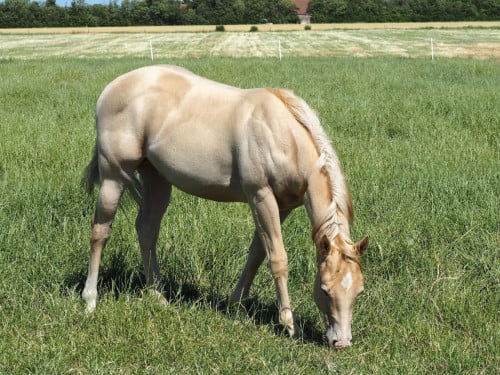 Prachtige Gold Champagne AQHA quarter jaarling