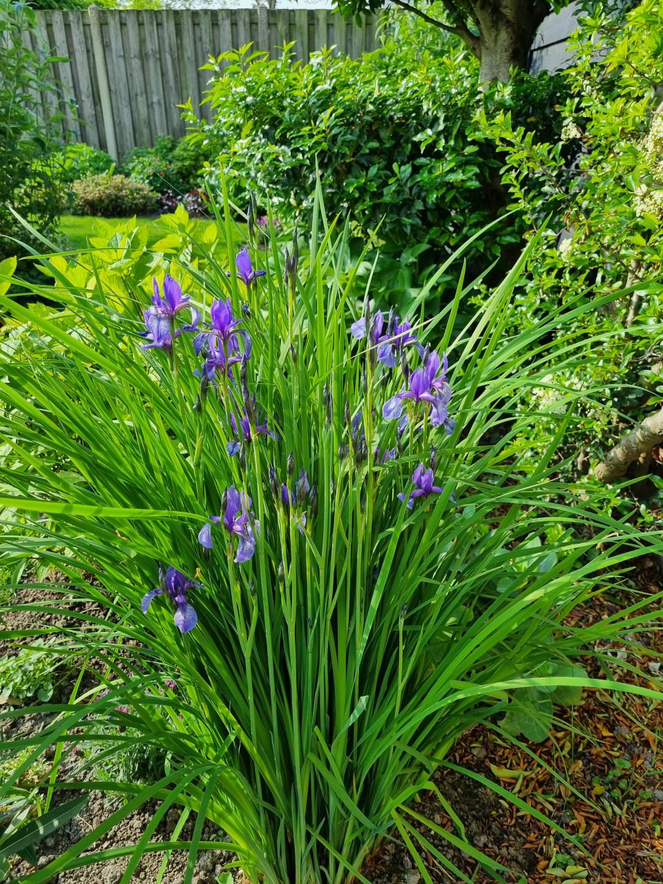 Paarse irissen (smal blad)