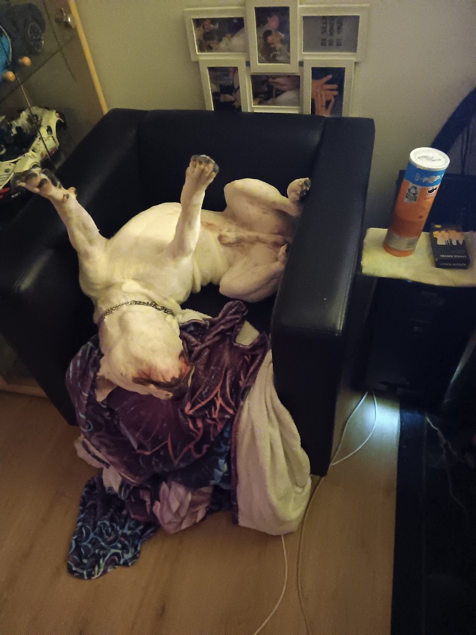 American bully stafford mix
