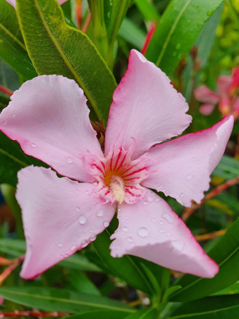 Oleanders