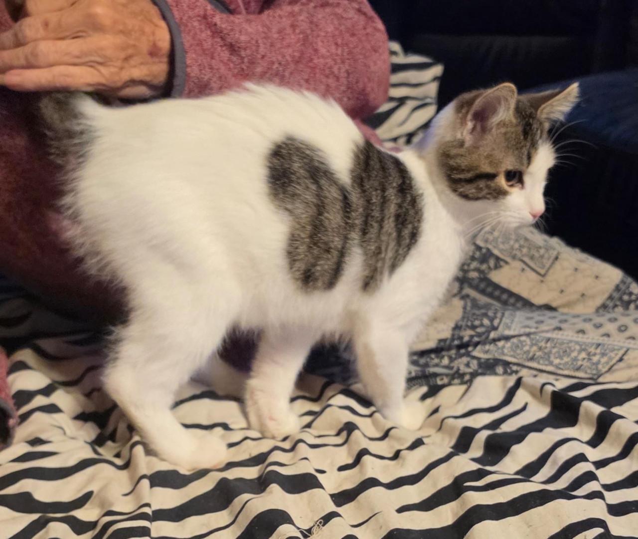 Kittens kruising pers/maincoon