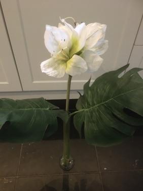 Mooie zijden amaryllis, inclusief glazen vaas. Vaas is 40 cm hoog.