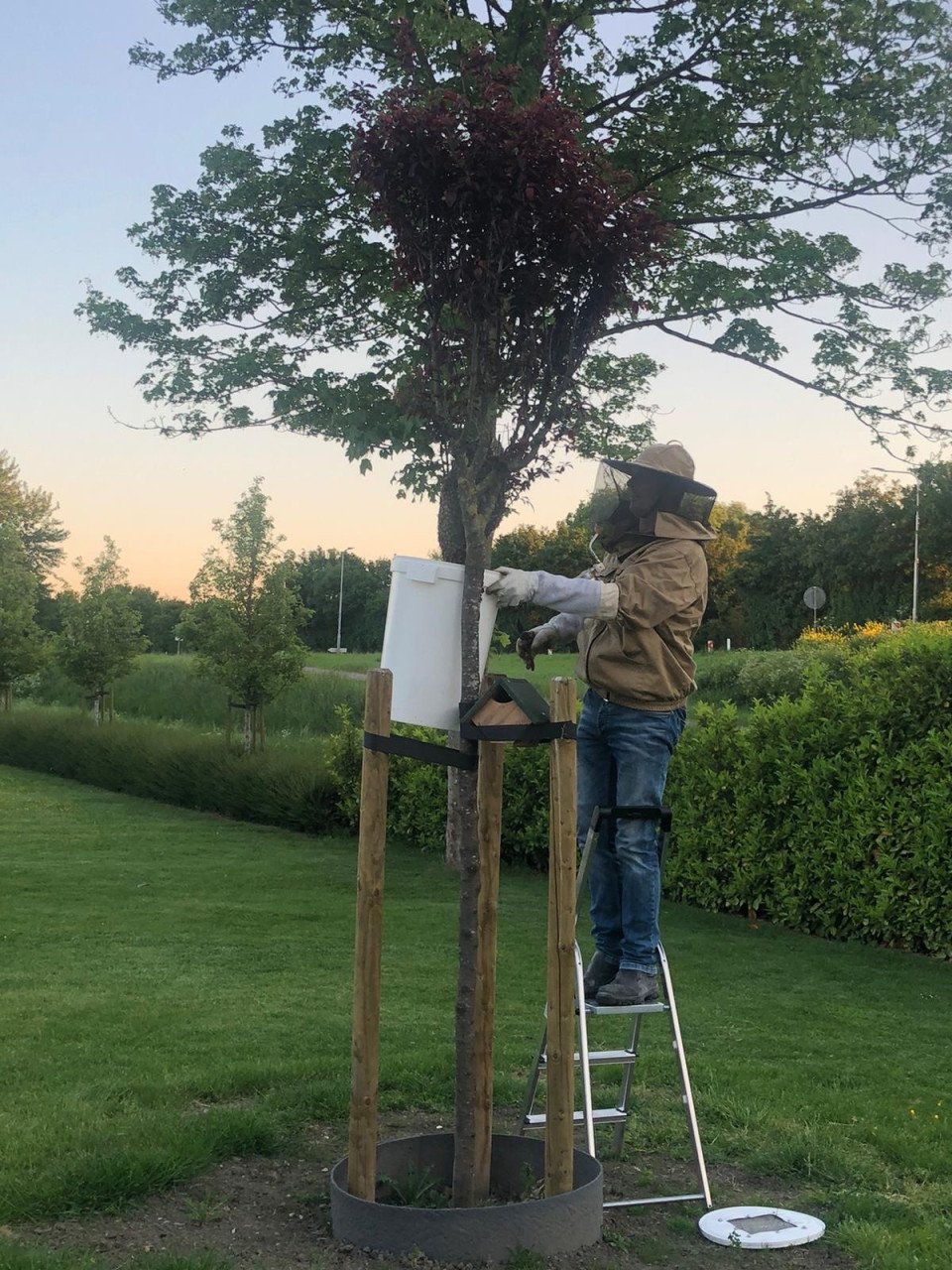 Bijenzwerm gezien bel ons 0642728523