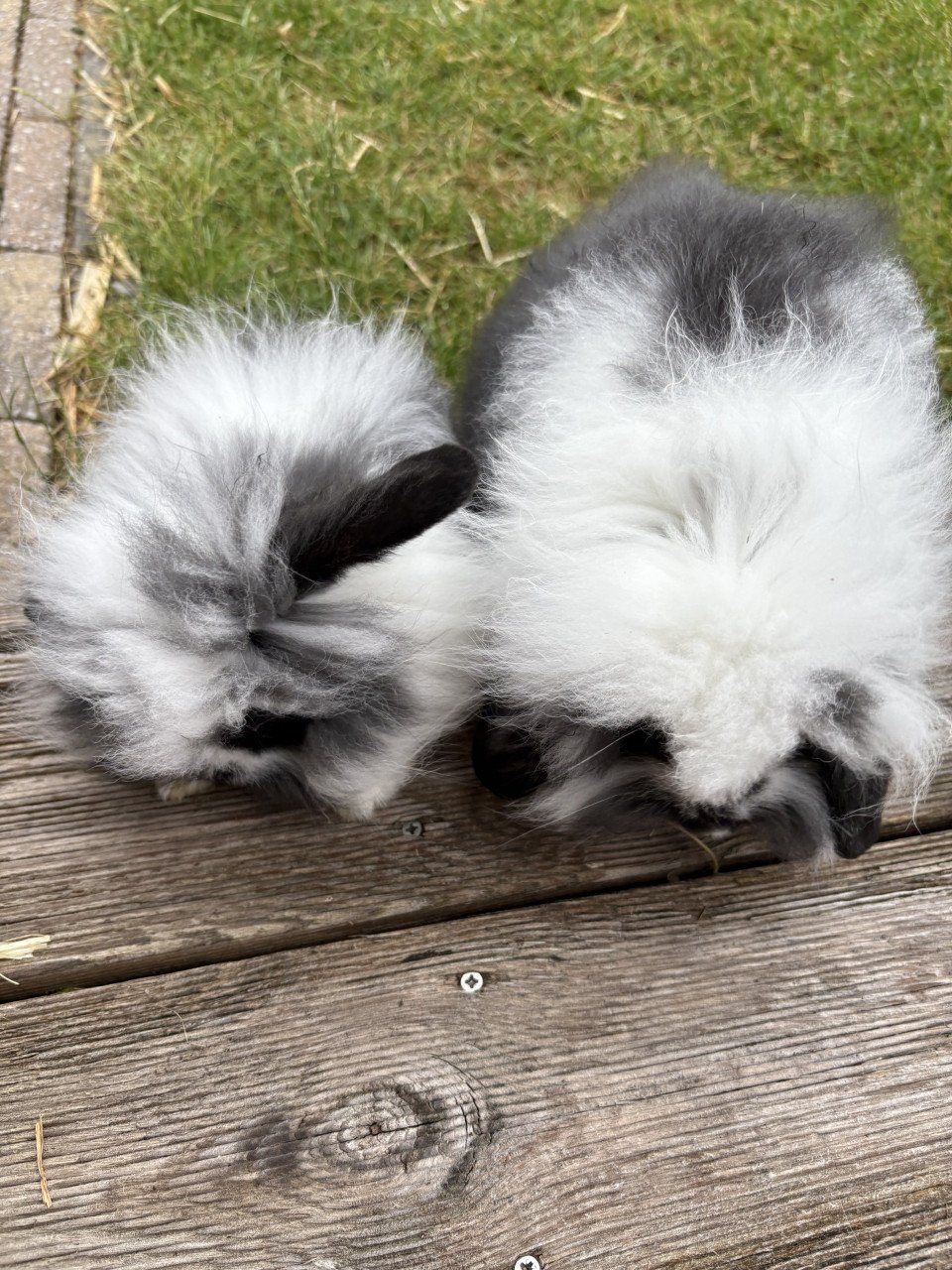 2 lieve jonge konijntjes