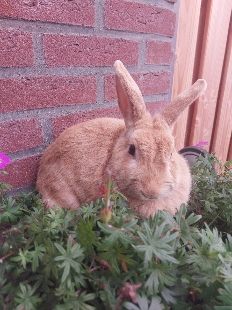 Mannetjes konijn