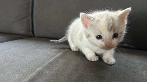 Kitten