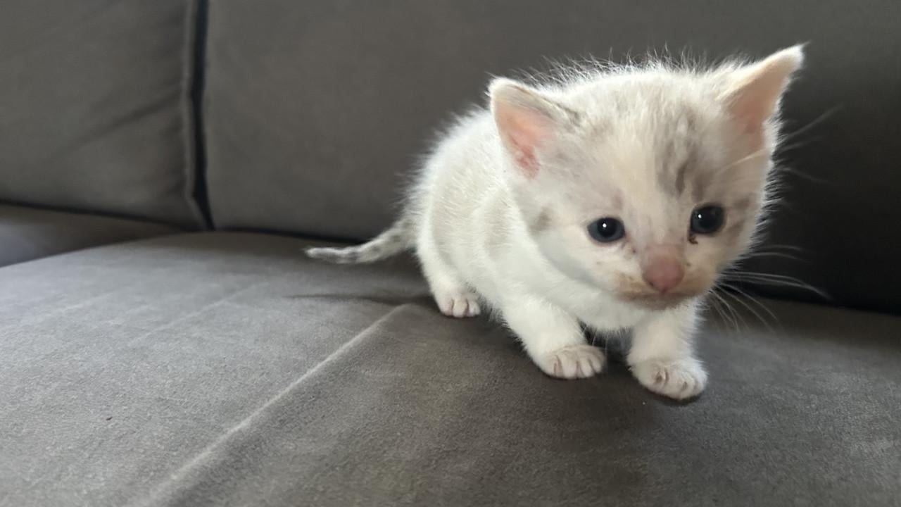 Kitten