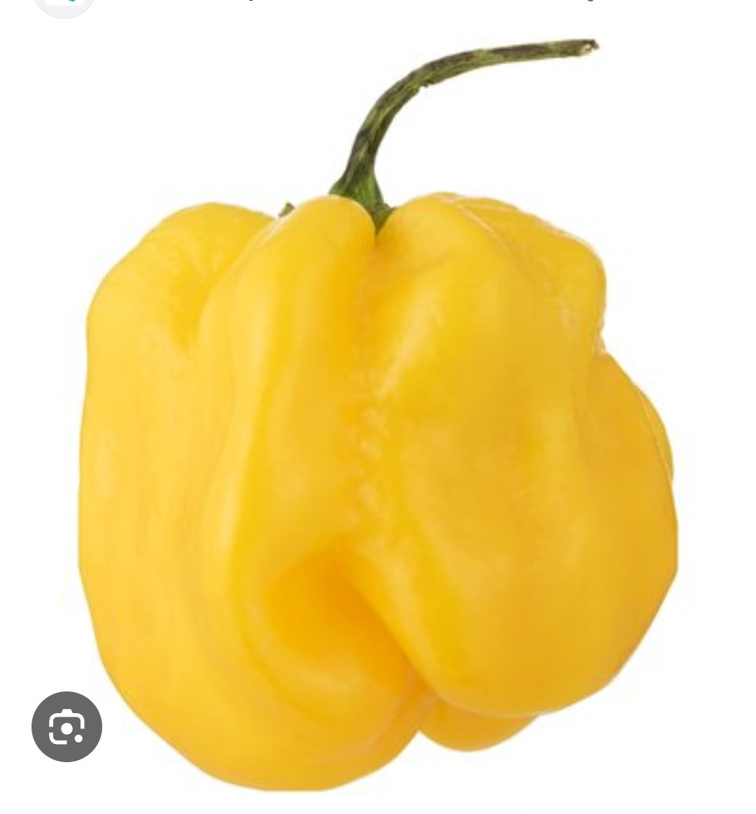 Peper planten