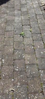 Gratis bestating